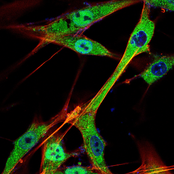SCAP Antibody