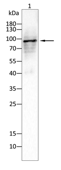 PACSIN2 Antibody