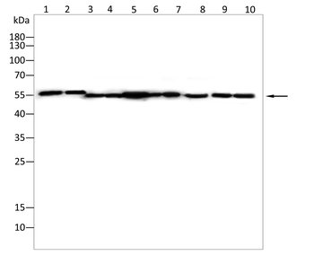 PACSIN2 Antibody