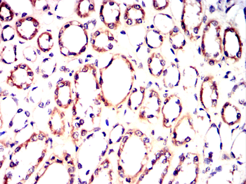 SMURF2 Antibody