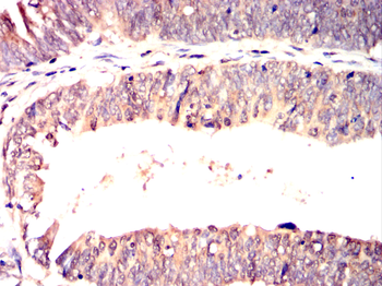 SMURF2 Antibody