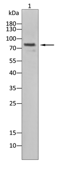 SMURF2 Antibody