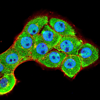 IKBKG Antibody
