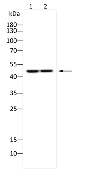 IKBKG Antibody