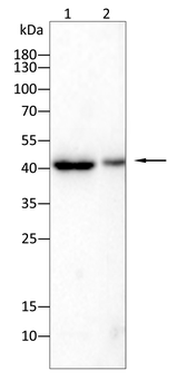 IKBKG Antibody