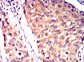 AHCY Antibody