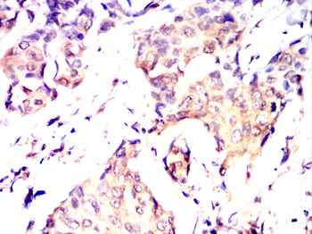 AHCY Antibody