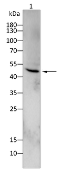 AHCY Antibody