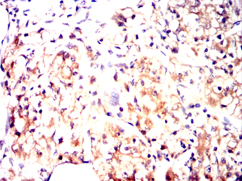 ARSA Antibody