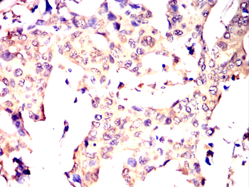 TXN Antibody