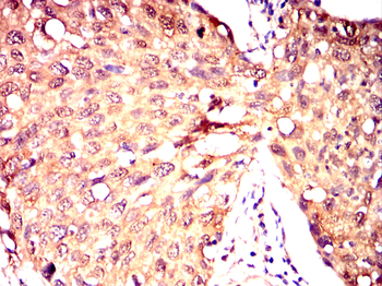 TXN Antibody