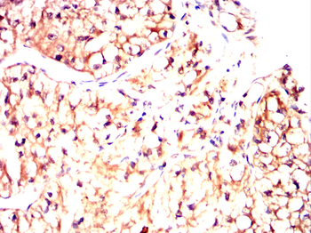 TXN Antibody