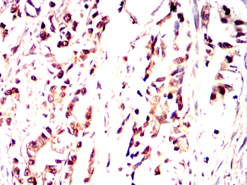 TXN Antibody