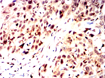 LTF Antibody