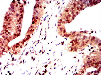 LTF Antibody