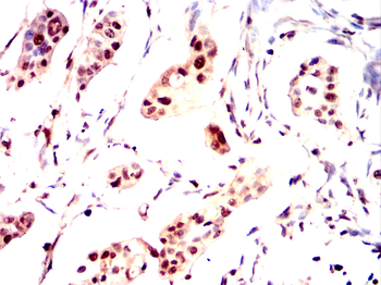 LTF Antibody
