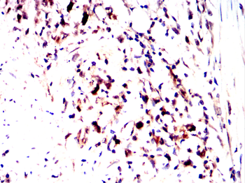 LTF Antibody