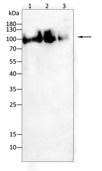 LTF Antibody