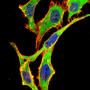 CHRM2 Antibody