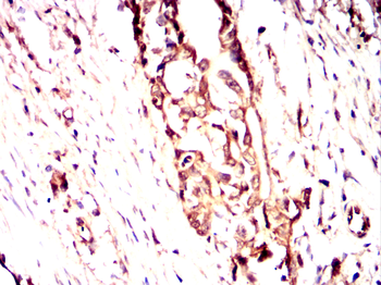 CHRM2 Antibody