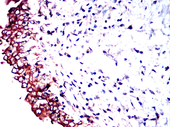 RAB29 Antibody