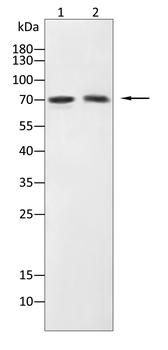 LIMK1 Antibody