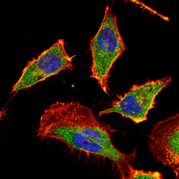 MIPEP Antibody