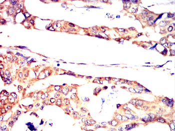 MIPEP Antibody