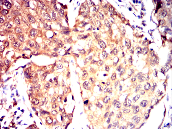 MIPEP Antibody