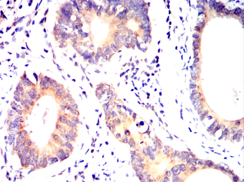 MIPEP Antibody