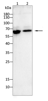MIPEP Antibody