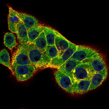 NRAS Antibody
