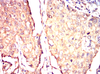 NRAS Antibody