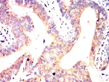 NRAS Antibody