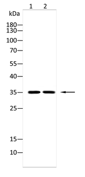 NRAS Antibody