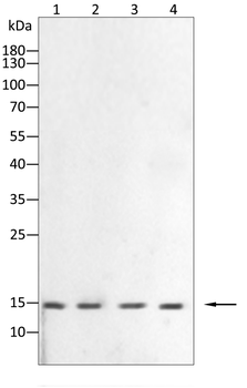NRAS Antibody