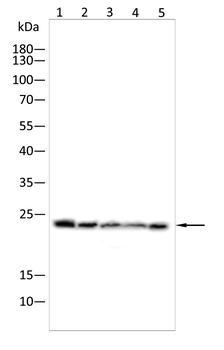 RAB5B Antibody