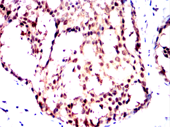TLE4 Antibody