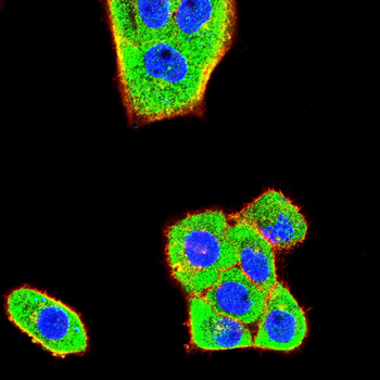 TSC1 Antibody