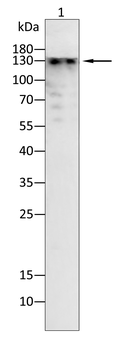 TSC1 Antibody