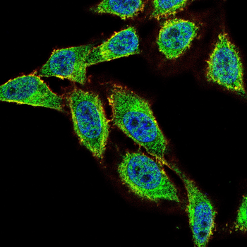 THOC1 Antibody