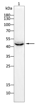 THOC1 Antibody