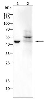 GNPDA1 Antibody