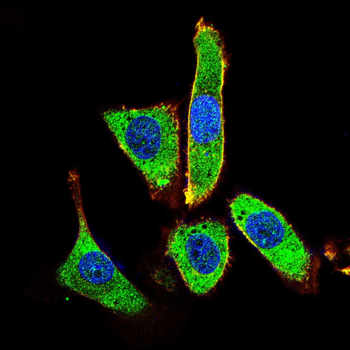 GDF11 Antibody