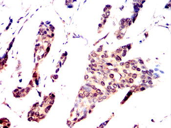TPX2 Antibody