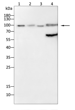 TPX2 Antibody