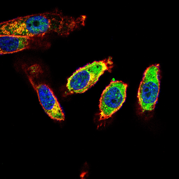 STK39 Antibody