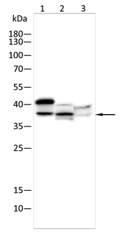 GOLPH3 Antibody