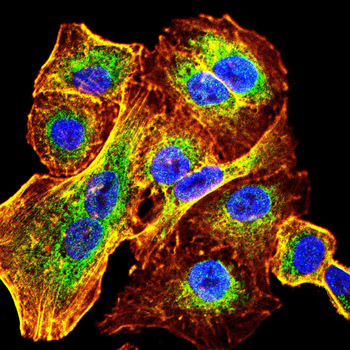 GOLPH3 Antibody