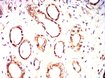 GOLPH3 Antibody